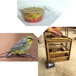 One Yellow/Black Canery Bird With Small Wooden Cage + Feed