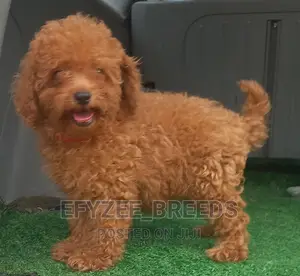 1-3 months Female Purebred Poodle