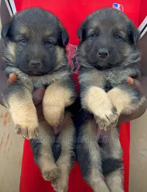 1-3 months Female Purebred German Shepherd