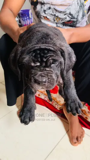 1-3 months Female Purebred Cane Corso