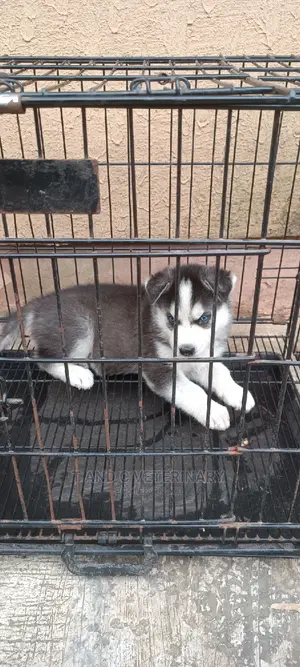 1-3 months Male Purebred Siberian Husky