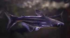 Pangasius Shark- Peaceful Aquarium Fish