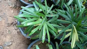 Indoor Plants
