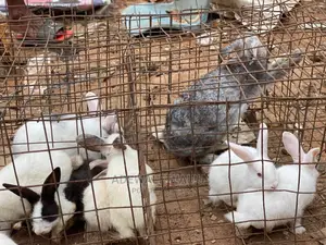 Rabbit for Sales in Different Sizes