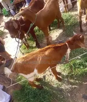 Sokoto Red Goat