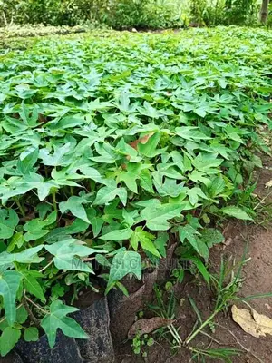 Pawpaw Seedling