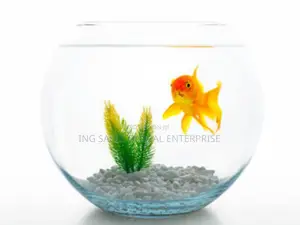 6 Liters Fishbowl + Basic Kit With One Goldfish