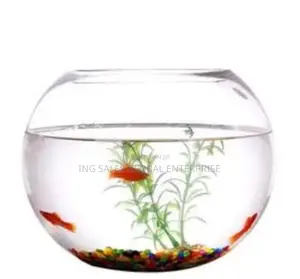 10 Liters Fishbowl With 3 Small Fishes