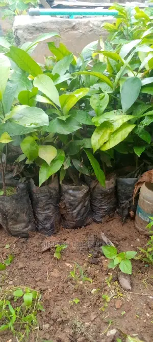 Bitter Kola Seedling.