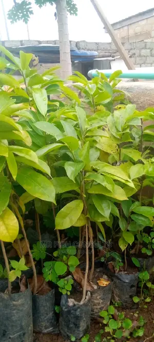 Soursop Fruit Seedlings
