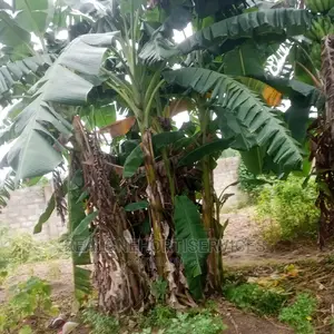 Big Banana Suckers Available