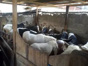 Healthy Rams and Cows Available for Sale