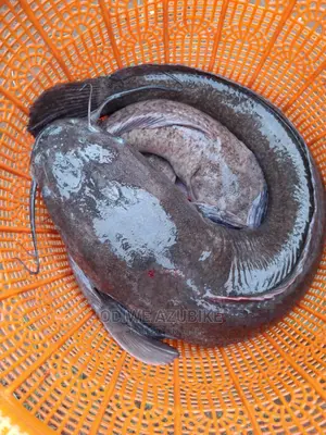Clarias Bloodstock Catfish