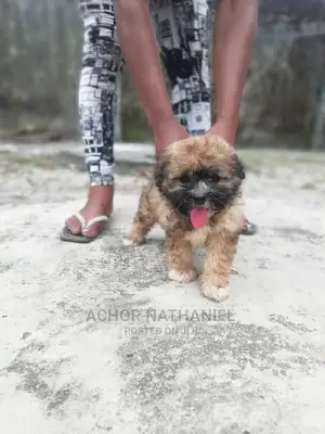 1-3 months Male Purebred Lhasa Apso
