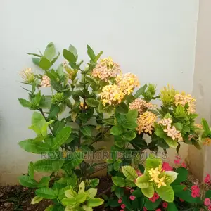 Ornamental Plants (Flowering) for School's, Offices, Malls,