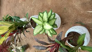 Potted Plants