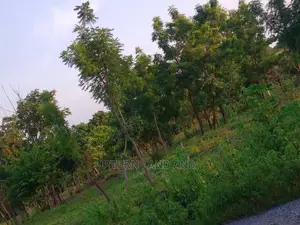 Lagos-Ibadan Expressway: 2000 Acres of Farmland Available.