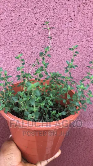 Thyme Seedlings (Organic)