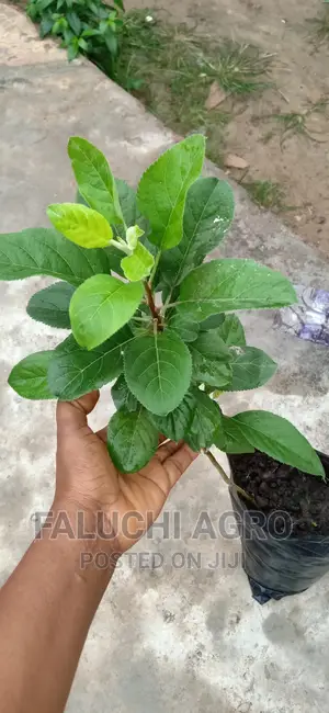 Grafted English Apple ( Red and Green )