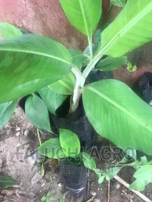 Banana and Plantain Seedlings