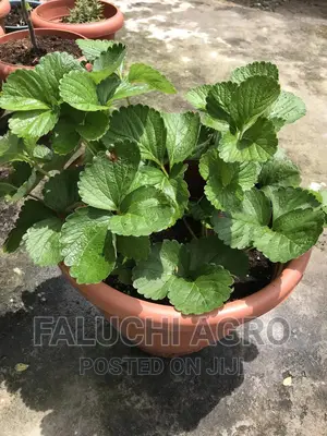 Potted Strawberry