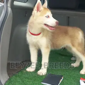 1-3 months Female Purebred Siberian Husky