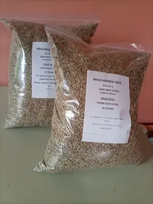Brachiaria Grass Seed