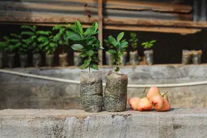 Exotic Fruit Plant, Rose Apple