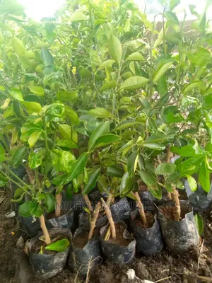 Cytrus Seedlings.
