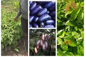 Ube or Local Pear