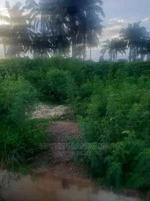 300 Ares of Palm Tress Plantation Farm in Ikire, Osun State
