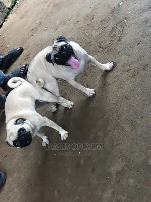 1+ year Male Purebred Pug