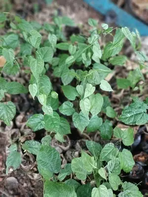 Walnut Seedlings