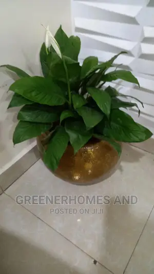 Indoor Plants