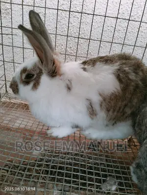 Rabbit/Bunnies
