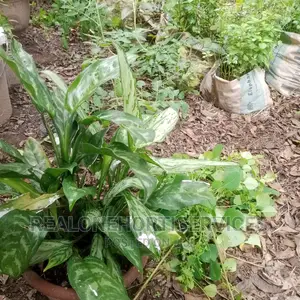 Indoor Plant for Bedroom, Offices, Sitting Room , Etc