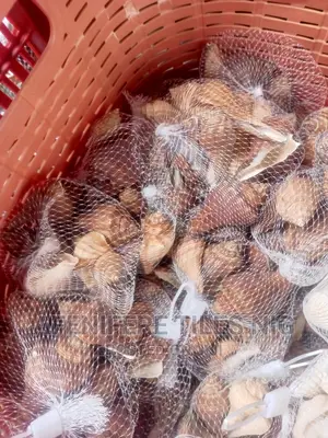 Shell Pebbles