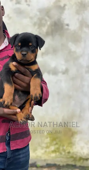 1-3 months Male Purebred Rottweiler