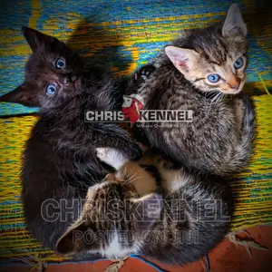 0-1 month Female Purebred American Shorthair