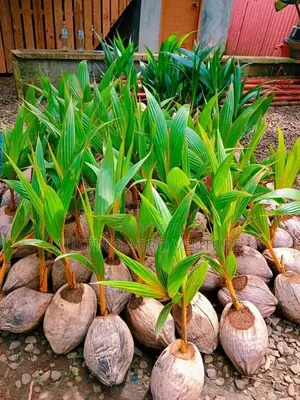 Hybrid Dwarf Coconut Seedlings