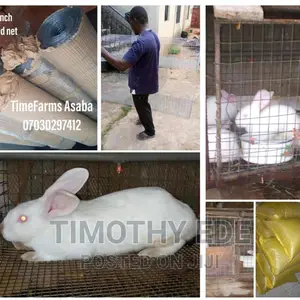 Newzealand White, Hyla, Cages Construction, Rabbit Feeds