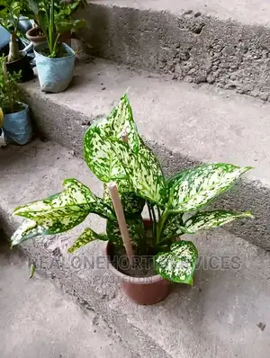 Indoor Plant for Aesthetic and Air Purify