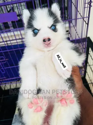 1-3 months Male Purebred Siberian Husky