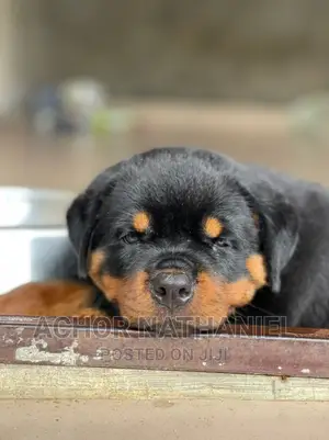 1-3 months Male Purebred Rottweiler