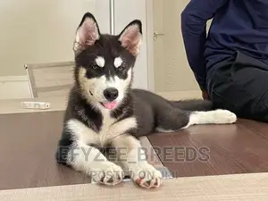 3-6 months Male Purebred Siberian Husky