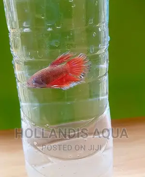 Aquarium Fishes Pet