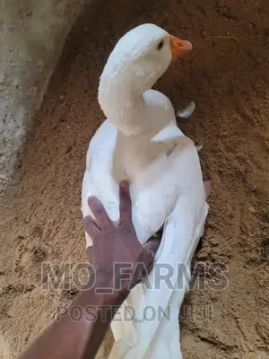 Geese and Goose