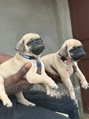 1-3 months Female Purebred Pug