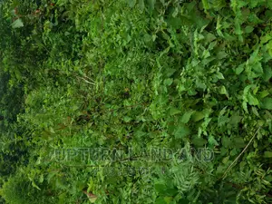 500 Acres at Alapako Bus Stop Besides Dominion University