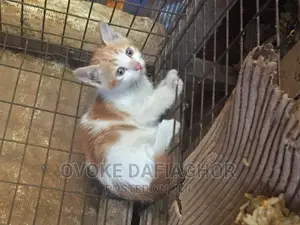 1-3 months Male Mixed Breed Exotic